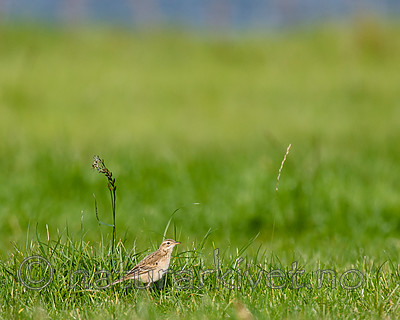 BB 15 0532 / Anthus richardi / Tartarpiplerke